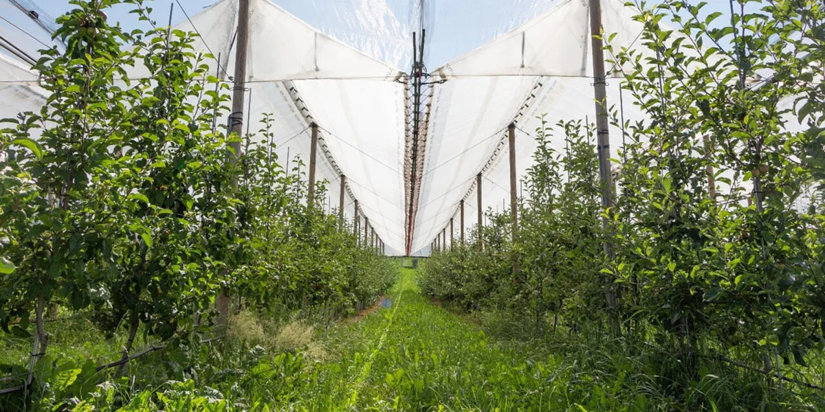 Innovativer, konventioneller oder Bio-Apfelanbau – in der Gesamtbetrachtung hat alles einen Haken