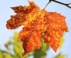 Wenn sich die Blätter im Herbst verfärben, stoppt die Photosynthese und damit auch die CO2-Aufnahme der Pflanze. (Bild Pixabay)