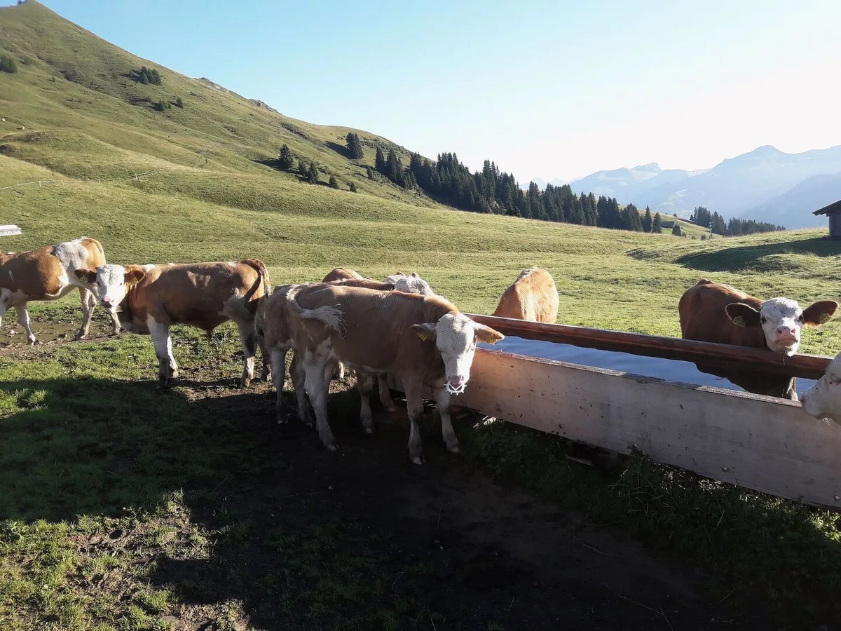 Der grösste Anteil des Wassers auf der Alp wird als Tränkewasser für die Tiere benötigt.