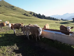 Der grösste Anteil des Wassers auf der Alp wird als Tränkewasser für die Tiere benötigt.