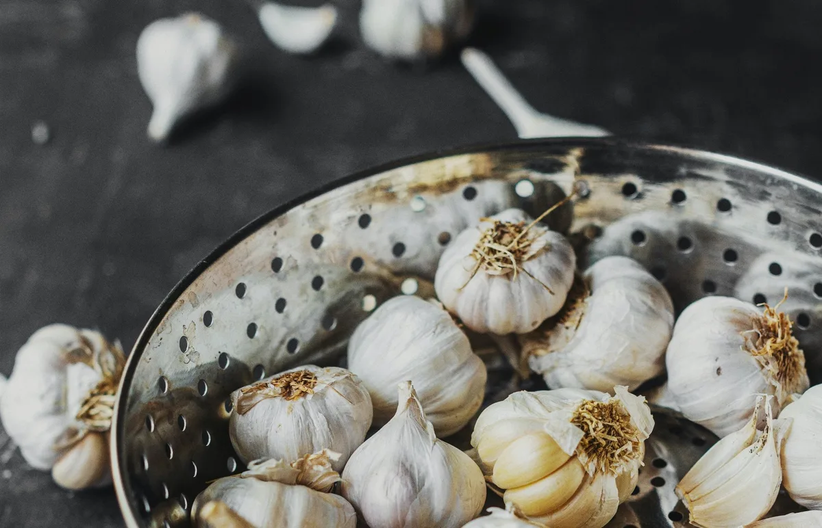 lid_knoblauch Die Knolle mit Zehen und Abwehrkräften