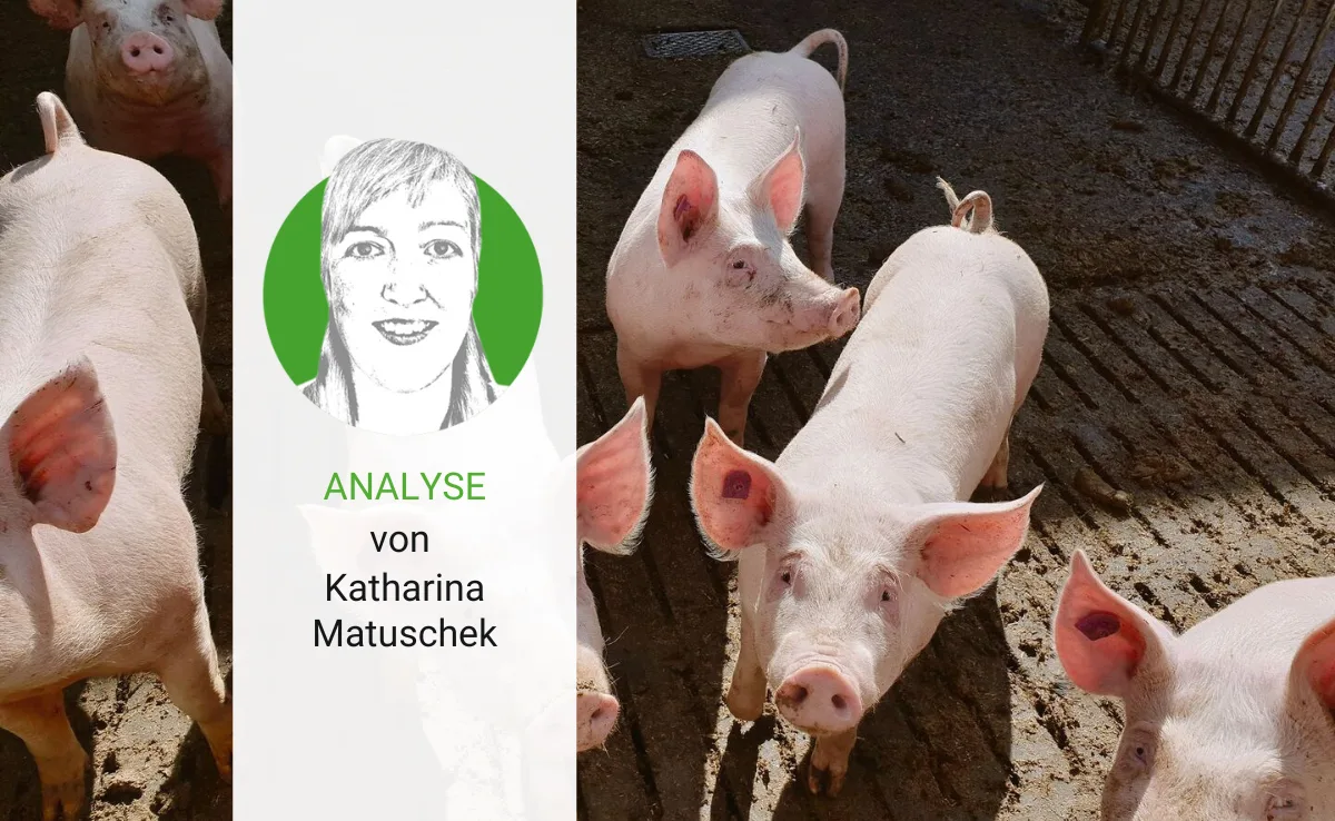 analyse-24 Massentierhaltung – ein Begriff, der spaltet