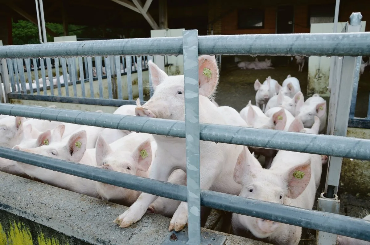1e92b8d83fb3e276986f9168f145f4673277f2a9 Gesunde Mastschweine im Auslauf: Damit dies so bleibt, wird in der Schweiz rund um Darmverdrehungen geforscht. (Bild akr)
