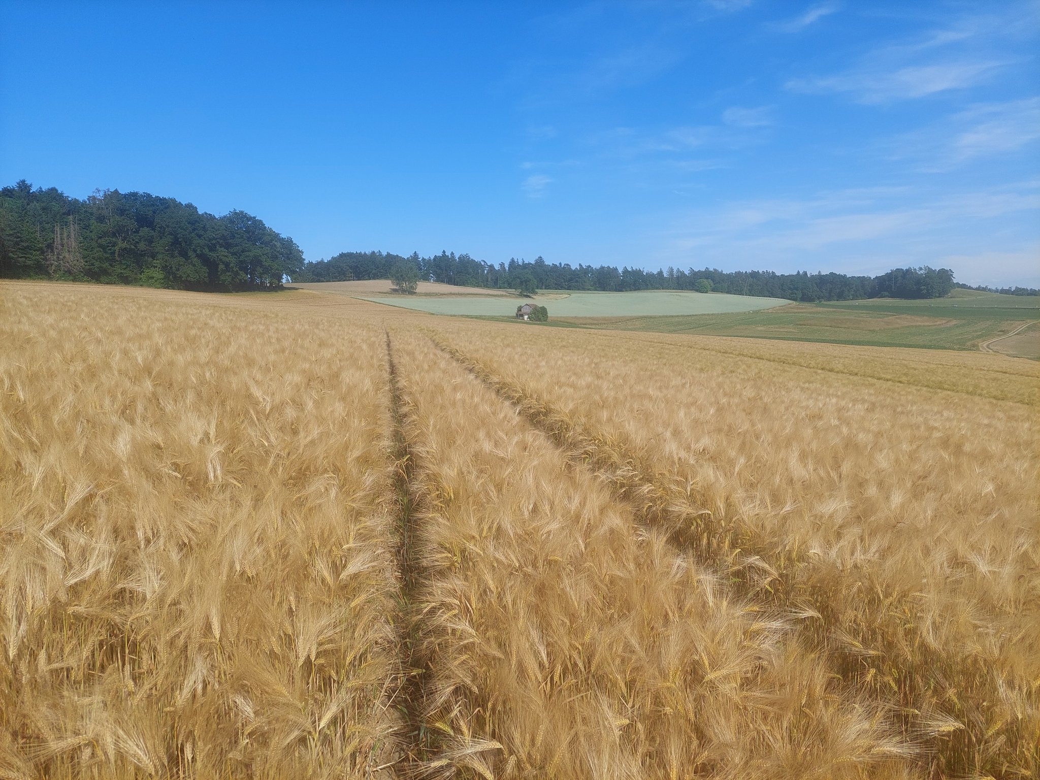 Lässt die Trockenheit Gerste und Weizen notreif werden?