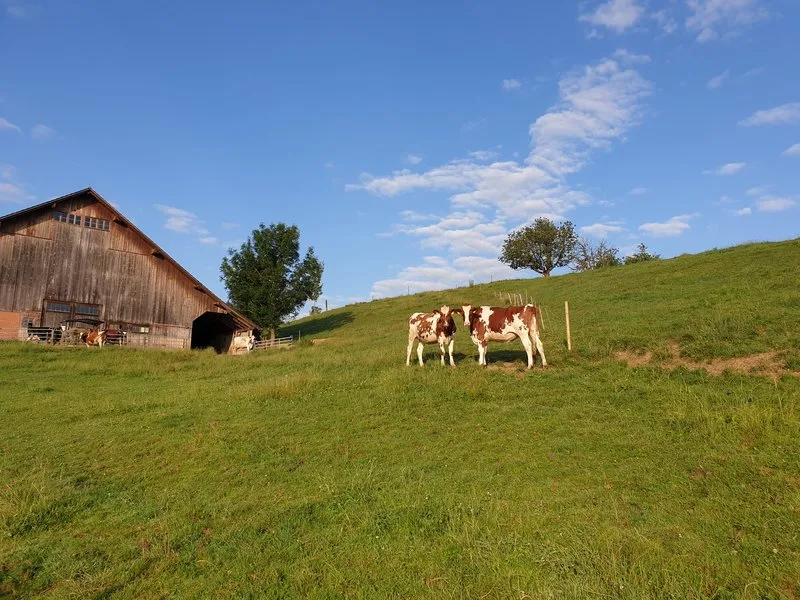 0e6cb33e0e12787dd7e3b3862e602680fc8d4066 Labelprodukte wie IP-Suisse, Bio-Suisse, Weidebeef, Kag-Freiland sollen aus Sicht der Agrarallianz gefördert, der totale Konsum an Fleisch, Milch und Eiern aber gesenkt werden. (Symbolbild BauZ)
