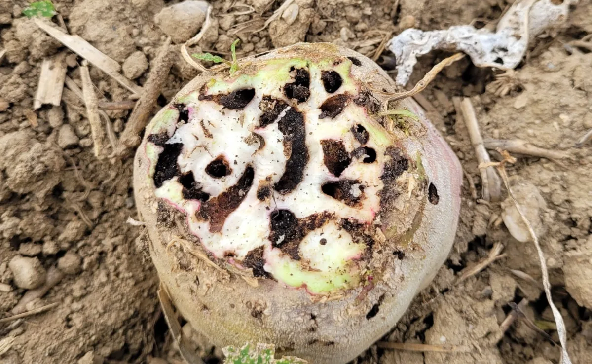 Rübenrüssler überall – was tut die Zuckerbranche?