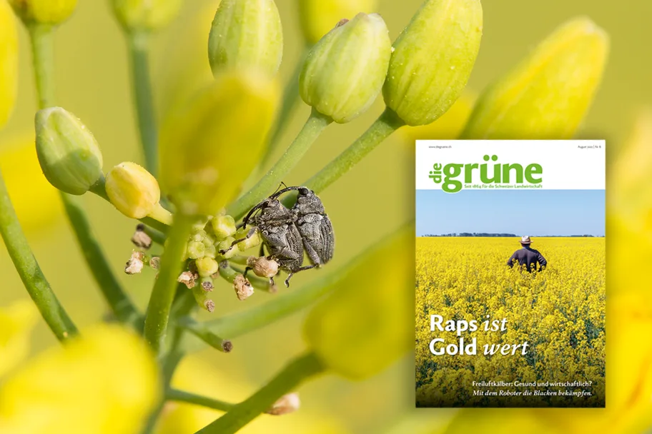 DG_22-08_3zu2_Titelbild «die grüne» im August 2022 – Raps ist Gold wert