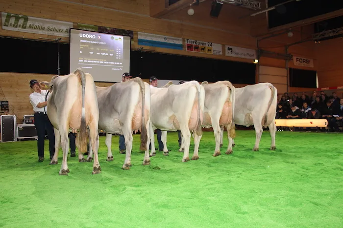 6b65a431a288a8641cdd144c37f5cd2bff6c208f Im Anschluss der Delegiertenversammlung präsentierte swissgenetics die Töchter von erstklassigen Stieren wie hier vom Stier Udoro. (Bilder Hans Rüssli)