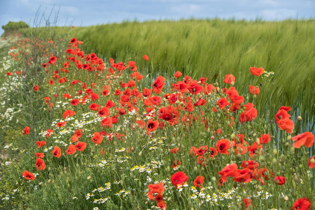 Bauern, Blüten, Bienenvölker
