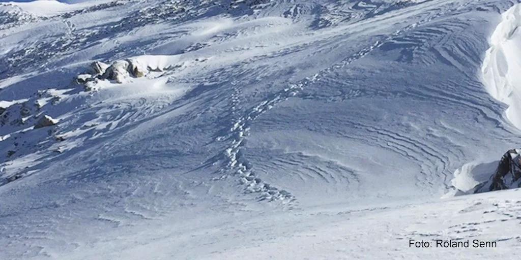 Im Gental bei Innertkirchen BE hat ein Wildhüter kürzlich im Schnee Bärenspuren gefunden. (Bild Kanton Bern)