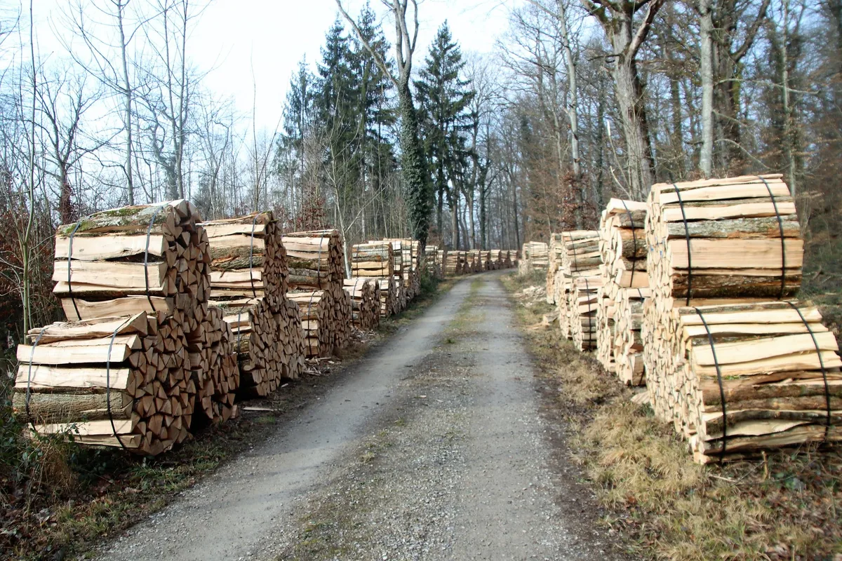 Im Zürcher Wald sind die ersten CO2-Projekte angelaufen