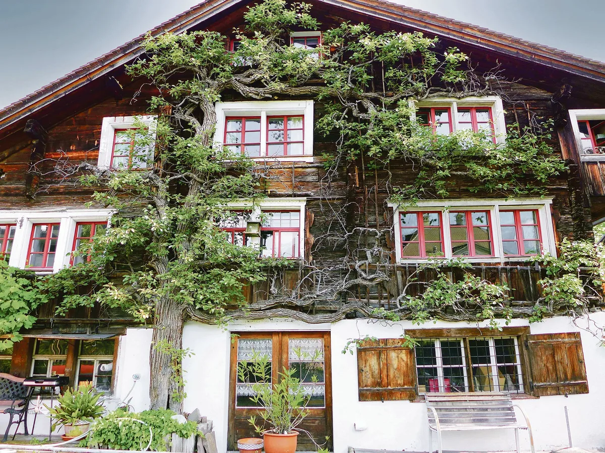 20df1030e225decd83add113faa21bd858955a33 Ein Birnbaumspalier an der Gebäudefassade sieht nicht nur optisch schön aus, er bietet für Nützlinge Lebensraum und sorgt im Sommer für Abkühlung im Aussen- und Innenbereich. (Bild Silvia Meister)