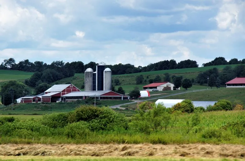 f4e3b74a0f17f8efff59e250bb08c994e087b57b Die tiefen Preise sind der Hauptgrund für die Betriebsaufgaben in der US-Milchwirschaft. (Bild lid)