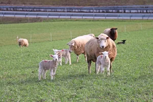 Die Ablammungssaison steht bevor. Während der Hochträchtigkeit gibt es bei der Fütterung einiges zu beachten, da sich diese auf Mutter- sowie Jungtiere auswirkt.