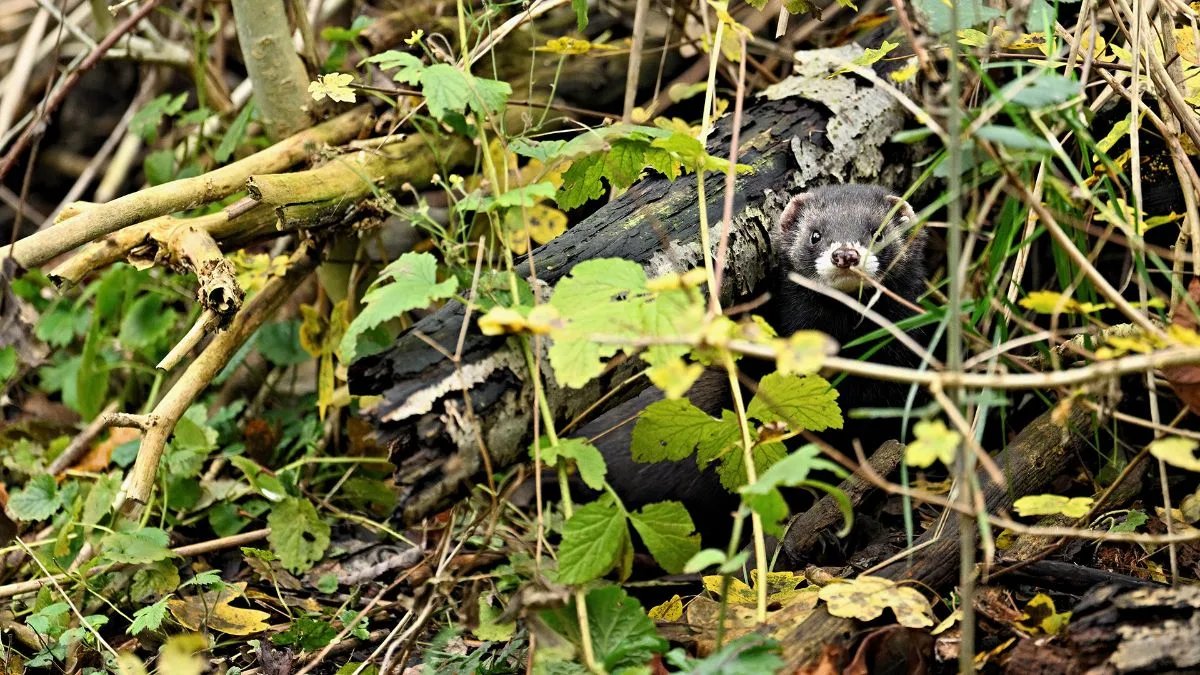 Iltis_Pro_natura Das Tier des Jahres 2024 braucht «eingeräumte» Landschaften