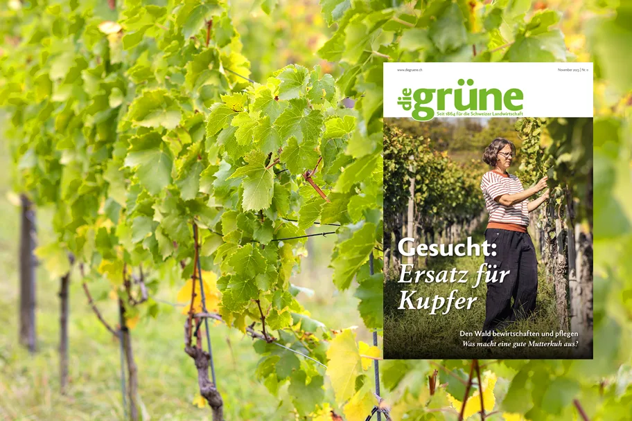 DG_23-11_3zu2_Titelbild «die grüne» im November 2023 – Ersatz für Kupfer gesucht