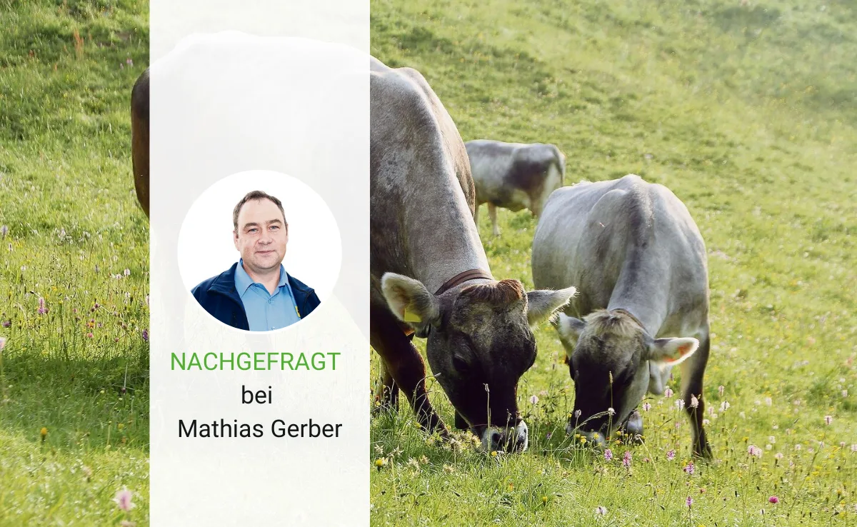 nachgefragt_gerber_mutterkuh Neueinsteiger sollen auf Natura-Veal und Ausmast setzen