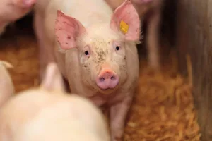 Wer jetzt Mastplätze reduziert, kann sich Frust und Mühe ersparen. Jetzt ist der richtige Zeitpunkt, Sauen auszumerzen. Bild: Peter Röthlisberger