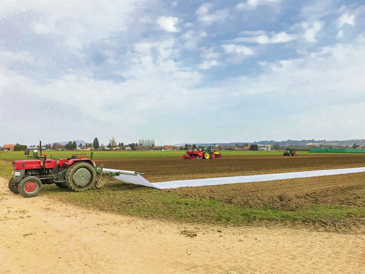 aabe8ece3d2059bbb689f22b63945e5b9bfd7bb5 Das Vlies wird auf dem Kartoffelacker ausgelegt, gespannt und dann mit Erde beschwert. (Bild Lukas Streit)
