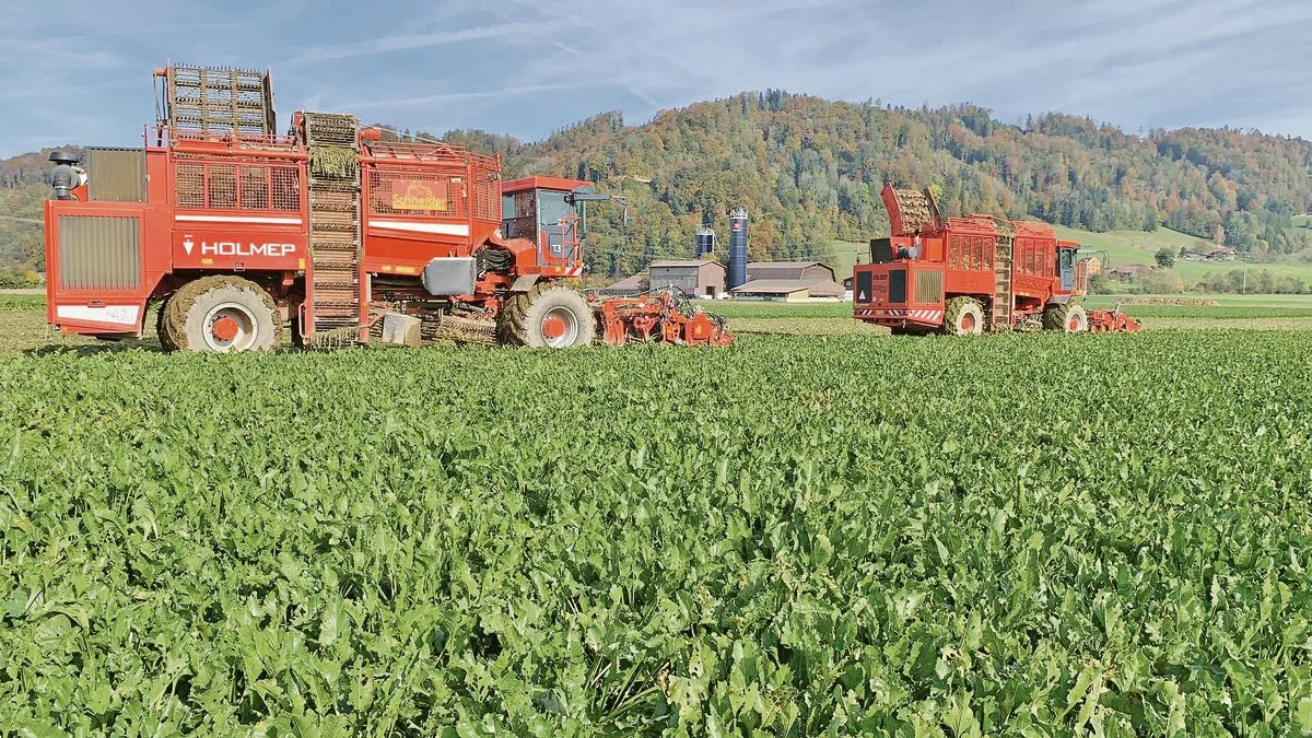 3cfce59603b61c8456c89094a06157535e897b85 Auf dem Eschenhof von Franz Gassmann wurde in diesem Jahr noch die konventionelle Rübe angebaut. Der Landwirt stellt nun auf Bio um und testet dabei eine ganz neue Methode im Rübenanbau. (Bilder zVg)