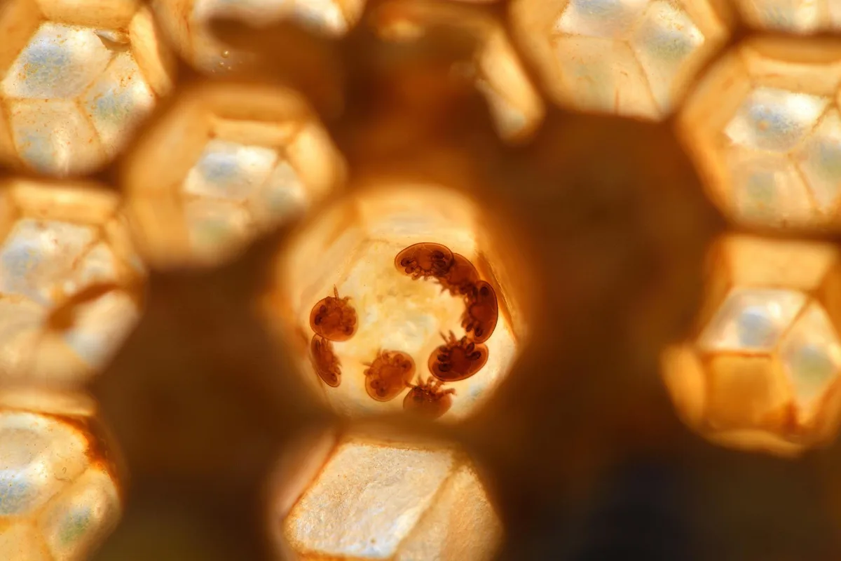 varroa-g98647d07a_1920 Wunderbiene am Nil - ein deutscher Imker auf Mission