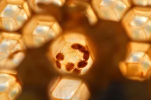 Gegen die im Bild abgebildete Varroa-Milbe kann sich die ägyptische Biene wehren.