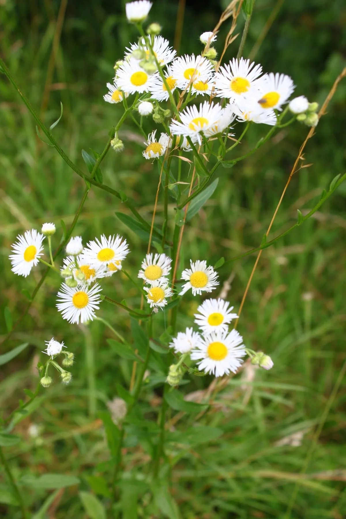 3f7d1a62a99ac9898643c5aef4b7da2ba0de6973 Das Einjähriges Berufkraut besitzt weisse Blüten mit gelbem Körbchen. Die Blüten ähneln der Kamille, sind aber kleiner. Die Pflanze muss ausgerissen werden, bevor sie Samen bildet. (Bild zVg)