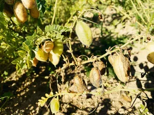 Kichererbsen können nach einem Regenguss wieder austreiben, auch wenn sie zuvor dürr und erntereif schienen. Daher besser einen Regen früher ernten, rät Biofarm.