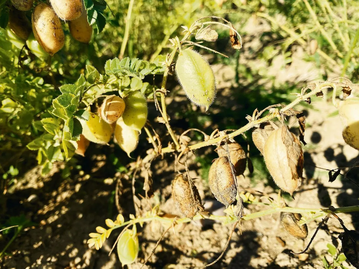 Kichererbsen können nach einem Regenguss wieder austreiben, auch wenn sie zuvor dürr und erntereif schienen. Daher besser einen Regen früher ernten, rät Biofarm.