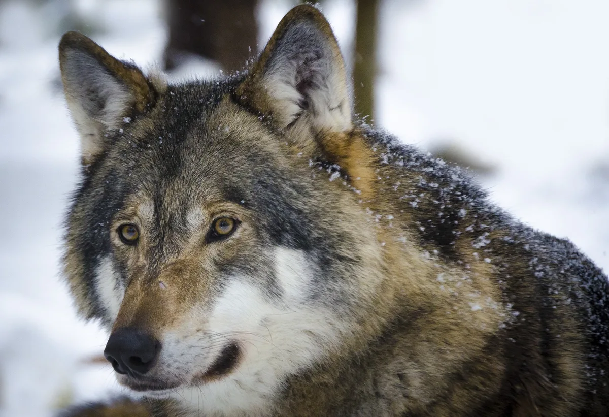 a7028de168090d94f295e6cf3a50c4244de58570 Der Wolf ist Freund und Feind gleichzeitig. Nun kommt zur politischen Diskussion auch noch ein touristischer Aspekt dazu. (Bild Pixabay)