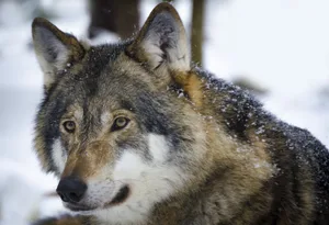 Der Wolf ist Freund und Feind gleichzeitig. Nun kommt zur politischen Diskussion auch noch ein touristischer Aspekt dazu. (Bild Pixabay)