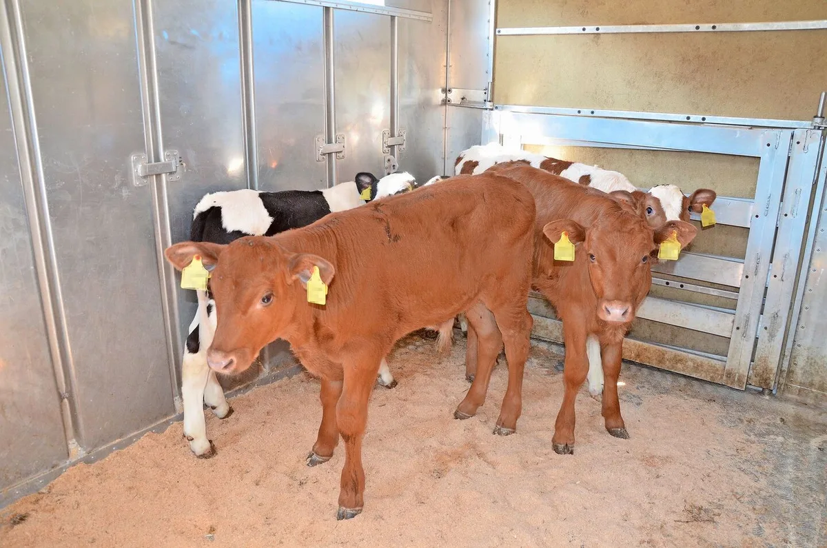 c7808c5e8fa40d2a9319d93c25175735bbbbe804c5698d80e0307861a21db768 Vor allem beim Verstellen auf einen anderen Betrieb ist eine gute Beobachtung des Tieres unerlässlich, schreibt unser Autor.