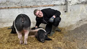 Sauviel Arbeit geben die drei Lieblinge von Brunner. Die Schweine sind unter ihren Fittichen.