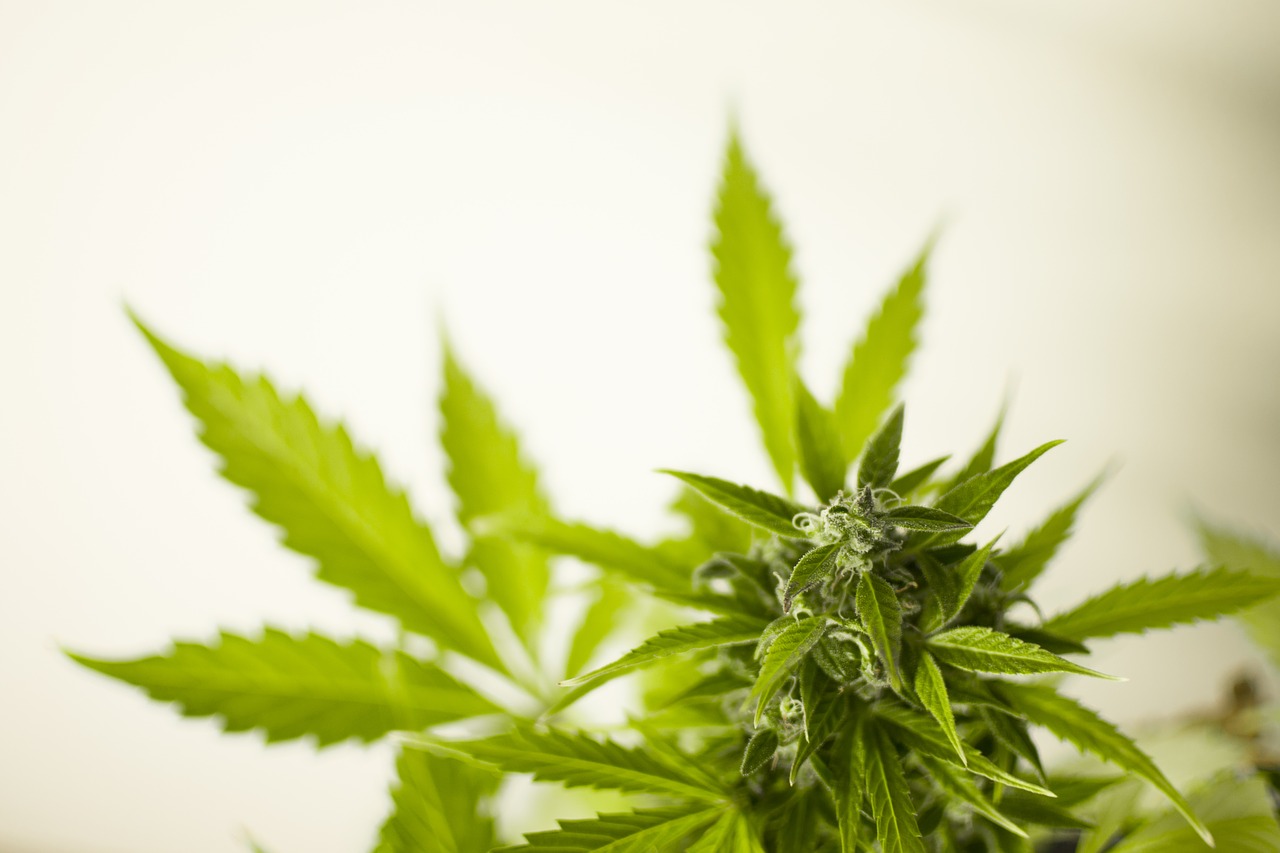 Cannabis: Neuseeland lässt das Volk entscheiden