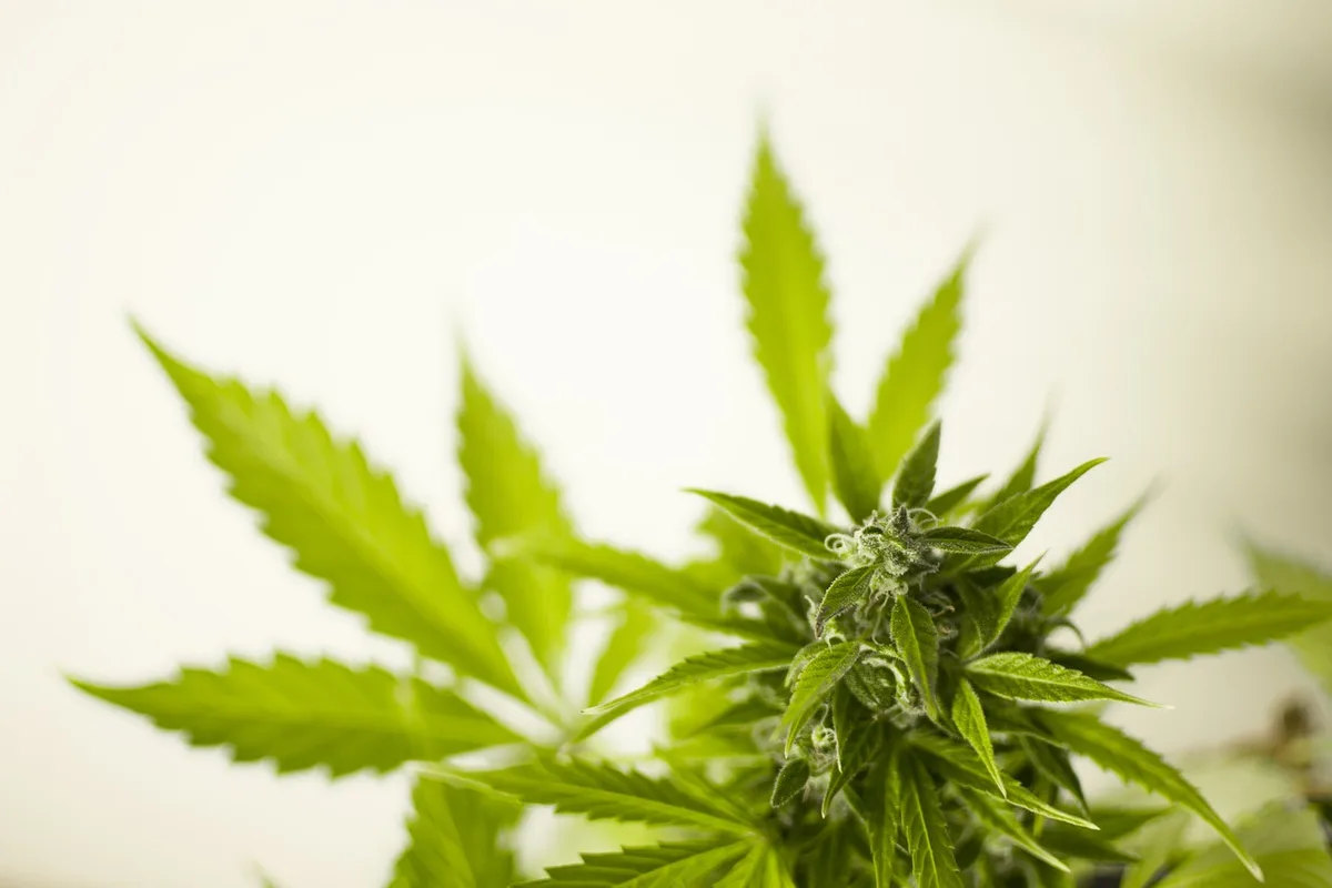 b3642036c70db126daf6a13b55f9f4c855f105bc Cannabis: Neuseeland lässt das Volk entscheiden