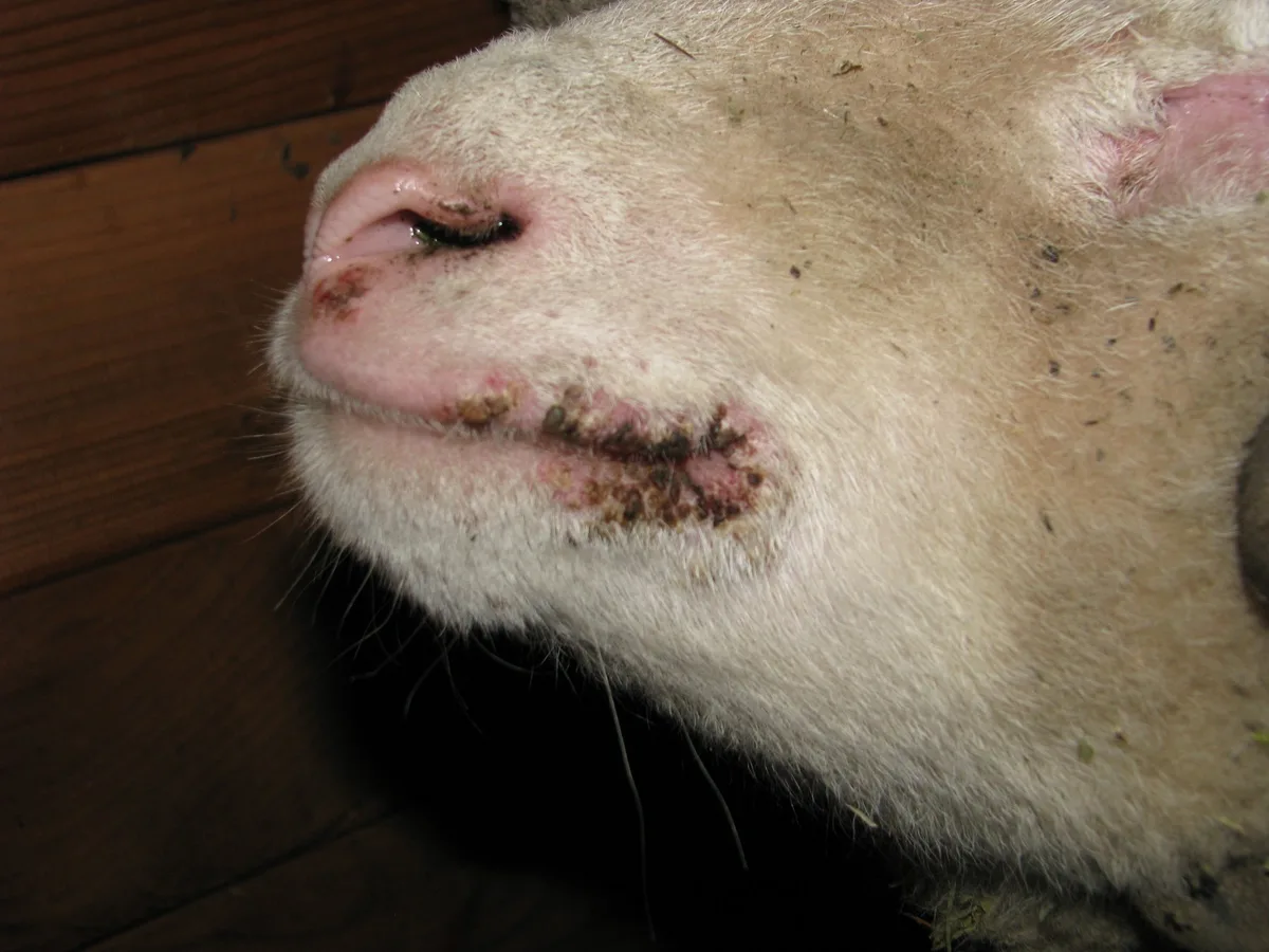 lippengrind_beim_lamm_-_milde_form-_bild_bgk Lippengrind verursacht pockenartige Wucherungen bei Schafen und Ziegen