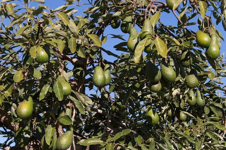 d7c413255a2aac07298ac09bcb98a4cba5711baa In voller Reife weist die Schale der Hass-Avocado eine schwarze Farbe auf. (Bild Pixabay)