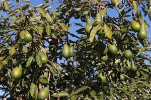 In voller Reife weist die Schale der Hass-Avocado eine schwarze Farbe auf. (Bild Pixabay)