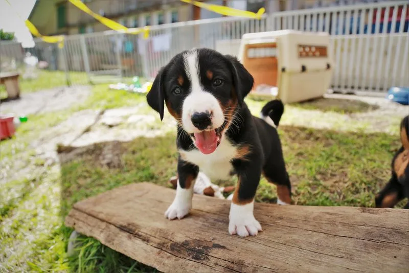 b021acfa562b6a34d0ff5cec54c7ee93000322ff Informationen zu Hunden waren letztes Jahr auf der Tierstatistik-Plattform besonders beliebt. (Bild lid/ly)