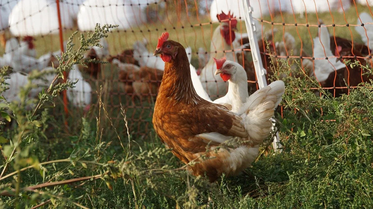 cb93fda1c4f3ec77082cfb29f6053aa96cd2e9d0 Wegen der in Europa zur Vogelgrippe-Prävention vielerorts verhängten Stallpflicht gibt es wenig Freilandeier. (Bild e2grafikwerkstatt/Pixabay)
