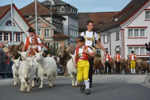Bei der kantonalen Viehschau in Appenzell ziehen die Bauernfamilien mit ihren Tieren «sennisch» zur Schau.
