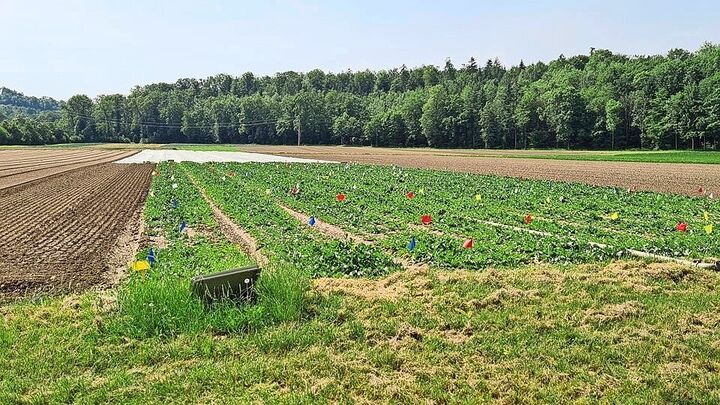 Bakterien, Fadenwürmer und Pilze wirken gemeinsam gegen die kleine Kohlfliege.