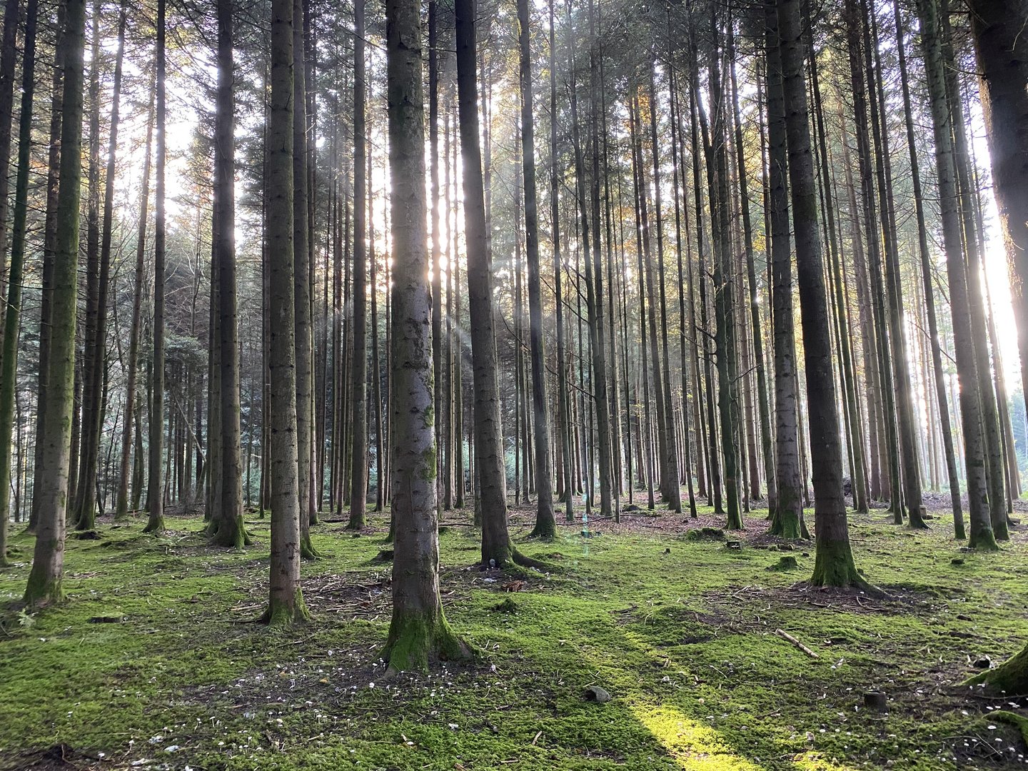 Klimawandel: Umbau oder Untergang im Schweizer Wald?
