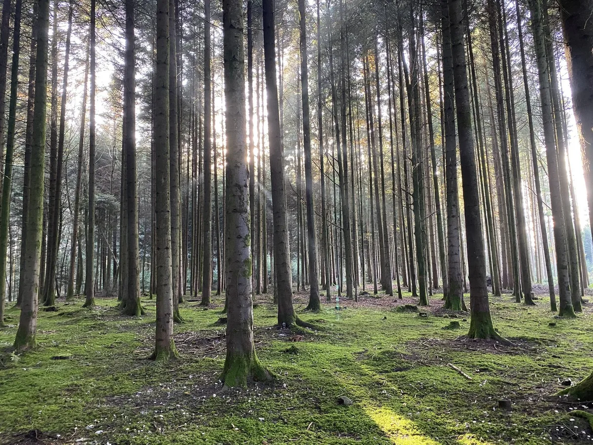 Klimawandel: Umbau oder Untergang im Schweizer Wald?