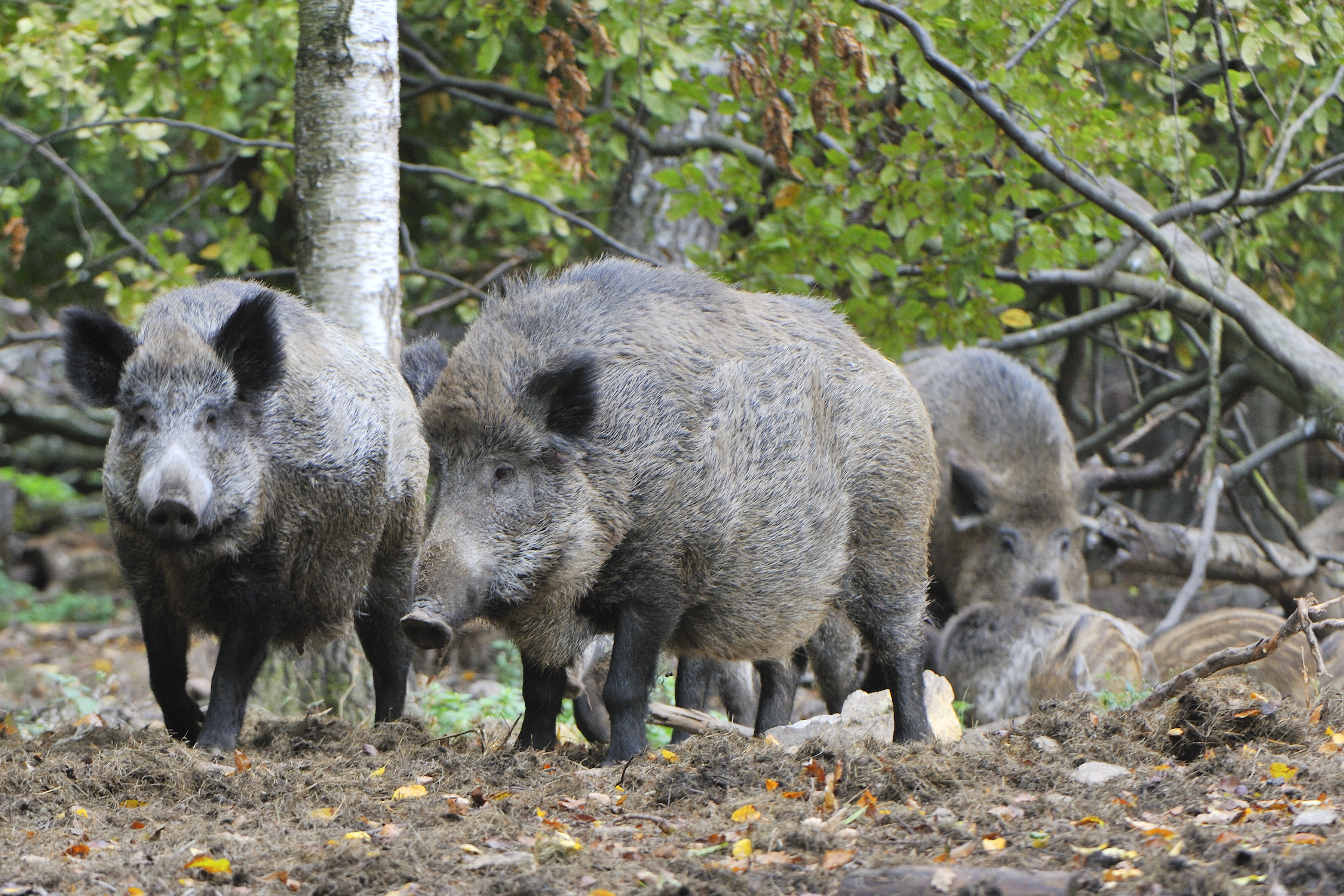 Die Wildschweine haben kaum Feinde und nehmen deshalb massiv zu. Die Landwirtschaft ist gefordert. 