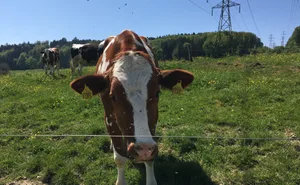 Die Lumpy-Skin-Krankheit ist nahe der Schweizer Grenze ausgebrochen – Der Kanton Genf ist in Alarmbereitschaft.