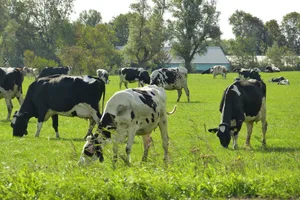 Man vermutet, dass eine graslandbasierte Fütterung im Vergleich zu Maissilage- oder Kraftfutter wegen einem höheren Faseranteil zu grösseren Methanemissionen führt. Forschungsergebnisse aus den Niederlanden und der Schweiz rütteln aber an dieser Vorstellung.