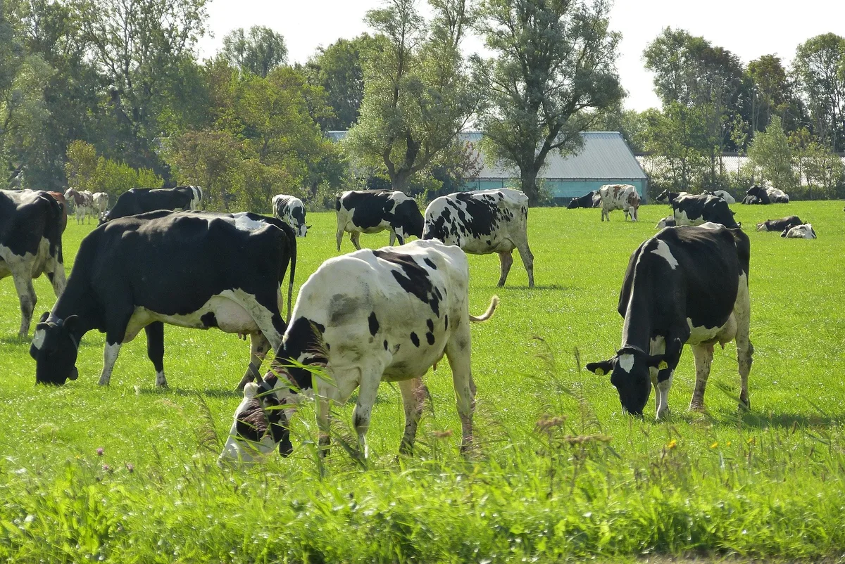 weide_NL_barbara_dondrup Weiden macht Kühe klimafreundlicher – dank weniger Methan