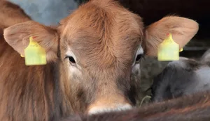 Für eine erfolgreiche Mast oder Aufzucht müssen die Tiere gesund sein. Ein Vorsorgeuntersuch reduziert Folgekosten. Bild: BauernZeitung/Ruth Aerni