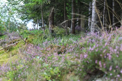 6698286d456e5857b9c788b52f4a0929cba7adb3 Werden Wälder nicht aufgeräumt, hat das grossen Nutzen für die Artenvielfalt, sagen Forscher. (Bild Wald Schweiz)